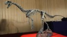 Chilesaurus diegosuarezi, el dinosaurio autóctono de Chile