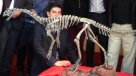 Presentaron oficialmente al Chilesaurus diegosuarezi