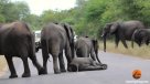 Pequeño elefante se desmayó y fue ayudado por sus compañeros