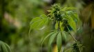 Cámara de Diputados aprobó en general despenalizar autocultivo de cannabis