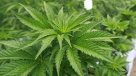 Los choques argumentales en el debate por despenalización del autocultivo de cannabis