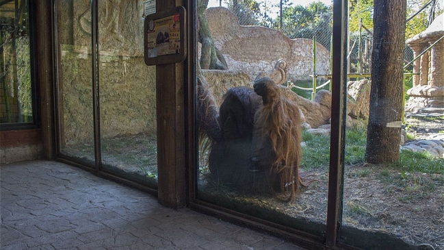  Realizan funa en Buin Zoo por orangután  