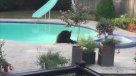 Familia descubrió a un oso bañándose en su piscina