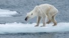 Osa polar desnutrida genera impacto por consecuencias de cambio climático