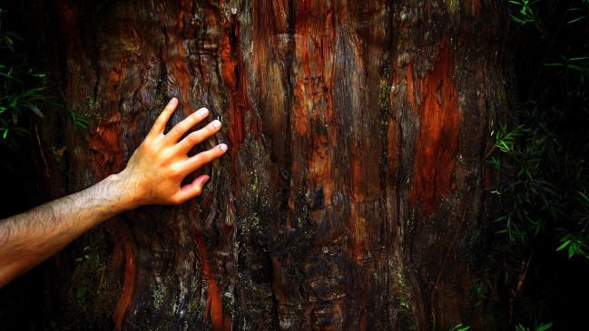 Región de Los Ríos: Cortan alerce de más de 1.000 años en tala ilegal