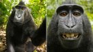 Juez falló a favor de fotógrafo en caso de selfie tomada por un mono