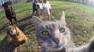 Gato se saca selfies y la \