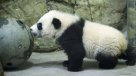 Presentan oficialmente a Bei Bei, el nuevo panda bebé del zoológico de Washington