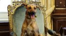 Macri sentó a su perro Balcarce en el sillón presidencial