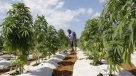 Hoy se lanza en el Maule el mayor cultivo de cannabis medicinal de América Latina