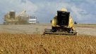 Rebaja de impuesto a exportaciones en Argentina preocupa a sojeros paraguayos