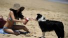 Multas por llevar mascotas a la playa pueden llegar a 224 mil pesos