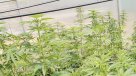 Uruguay inició producción de marihuana en predios autorizados por el Gobierno