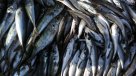 Millonaria multa a pescador artesanal refuerza debate sobre la Ley de Pesca