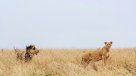 Al menos dos leonas escaparon del Parque Nacional de Nairobi