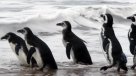 Sernapesca explicó las posibles causas en la matanza de pingüinos en Chiloé