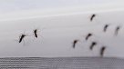 Seremi de Arica por mosquito del Zika : \