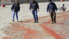 Investigan varamiento de langostinos enanos en balneario de Arica