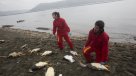 Greenpeace exigió al Gobierno más transparencia con pescadores de Chiloé