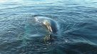 Armada rescató a una ballena de 15 metros en Tierra del Fuego