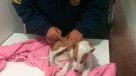 Sujeto fracturó a perro de tres meses por orinarse al interior de su casa en Arica