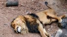 La Historia es Nuestra: Zoológico Metropolitano tomará acciones legales por intento de suicidio en jaula de  leones