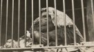 La Historia es Nuestra: El día que se inauguró el zoológico de Santiago