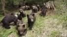 Oleada de ataques mortales de osos causa alarma en el norte de Japón