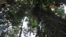Concurso busca los árboles más grandes en Paraguay