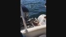 Foca subió a un bote para escapar de unas orcas