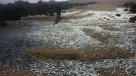 Sernapesca investiga masiva varazón de anchovetas en Chañaral
