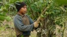 Documental destapa trabajo infantil en los campos de yerba mate en Argentina