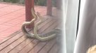 Grabó en el balcón de su casa la pelea a muerte de dos serpientes
