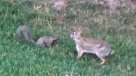 Digno de Disney: El tierno juego entre una ardilla y un conejo