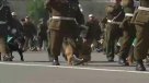 Escuela canina acompañó el desfile de Carabineros en Parada Militar