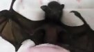 La ternura insospechada de un murciélago recién nacido