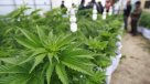 Comisión de Salud votará despenalización de autocultivo y uso medicinal de marihuana