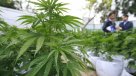 Comisión de Salud rechazó prohibir el autocultivo de marihuana
