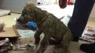 ONG mostró la increíble recuperación de un cachorro que fue sumergido en pegamento