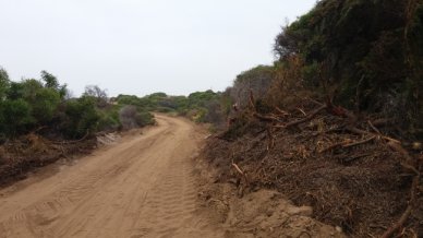 Conaf detectó que constructora taló ilegalmente bosque en dunas de Ritoque