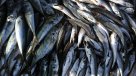 Campaña busca elevar en 50 por ciento el consumo de pescado en Chile