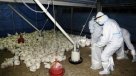 Corea del Sur sacrificó en un mes a casi 10 millones de aves por gripe aviar