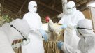 Corea del Sur elevó a 16 millones los sacrificios de aves por gripe aviar