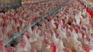 Uruguay suspendió importación de productos avícolas de Chile por gripe aviar