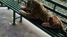 Tigre de peluche causó pánico en parque de China