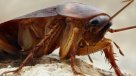 Seremi de Salud inició sumario por plaga de cucarachas en IST de Viña del Mar