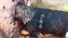 El impresionante rescate de un perro que quedó atrapado en un poste de fierro
