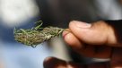 Nuevo director del Senda ratificó postura del Gobierno de regularizar la marihuana