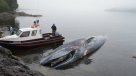 Sernapesca presentó denuncia por muerte de ballena azul en Puerto Cisnes