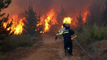 Alcaldesa Reginato detalló impacto del incendio forestal en Viña del ... - Cooperativa.cl